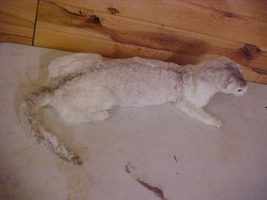 New Full Body Mount Very rare Beige Cross Piebald Mink