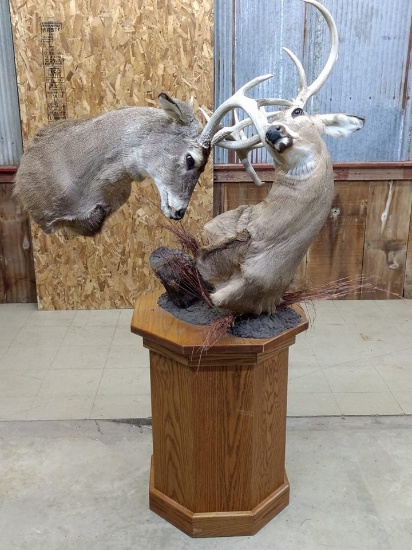 Two Shoulder Mount Whitetails With Locked Antlers On Oak Pedestal Neat Mount! Pictures Just Don't Do