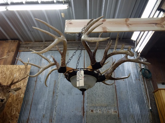 Deer Antler Chandelier Featuring 4 Whitetail Racks & Glass Shade