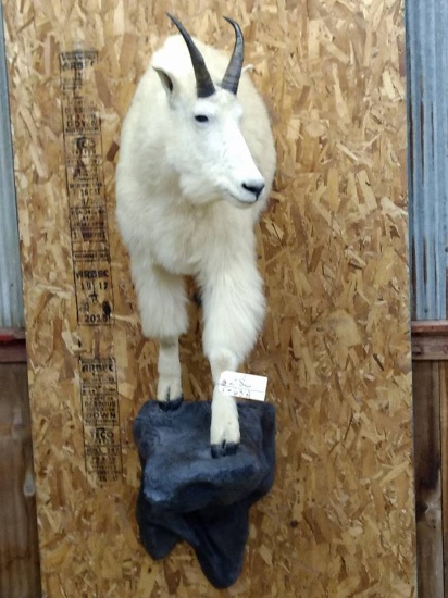 Half Body Mount Mountain Goat Big Body Big Horns Nice White Cape nice Mount