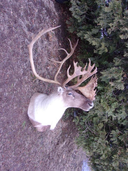 Shoulder Mount Caribou Big Horns Beautiful Cape 61" Tall X 32" x 40"