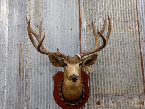Mule Deer Shoulder Mount 176 4/8" Harvested In Late 50s 