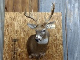 Shoulder Mount Whitetail 5x6 with flyer & extras NICE Clean Mount Thick Neck 