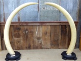 REPRODUCTION African Elephant Tusks On Custom Bases Great Decor Pieces