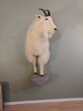 Half Body Mountain Goat on artificial rock base.