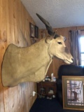 African Eland extra large new mount 42” deep x 52 “ tall x 26 “ wide