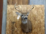 Shoulder Mount Whitetail 4x4 Nice clean mount
