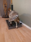 Full Body Coyote on Lighted Barn Board Base Cool Blue Lighting