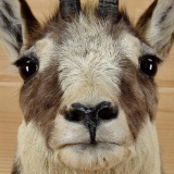 Excellent Alpine Chamois Shoulder Mount Hard To Come By Piece