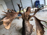 Shoulder Mount Moose 68” wide