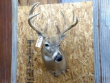 Shoulder Mount 4x6 Whitetail Heavily Beaded & unusual antler Great short hair cape Extra Nice Clean