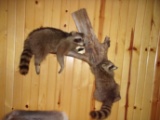 2 Full body Mount Raccoons On A Log 41
