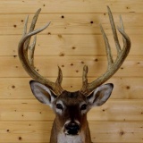 NICE Wild Shoulder Mount Whitetail SCI Score 171 7/8