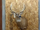 Shoulder Mount 5x5 Whitetail Nice Clean Mount