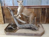 Full Body Mount Mountain Lion On Realistic Creek Bed Habitat Base Featuring Rippling Water