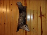 Full Body Mount Opossum Hanging By The Tail 28