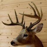 10 pt Shoulder Mount Whitetail SCI 142