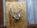 Shoulder Mount Whitetail 5x5 Sneak pose nice cape Nice Clean Mount