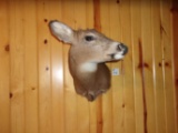 Nice Whitetail Doe Mount 
