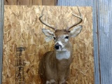 Shoulder Mount Whitetail 4x4 