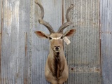 Shoulder Mount African Kudu