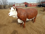Life Size Cast Aluminium Hereford Bull Neat Piece!