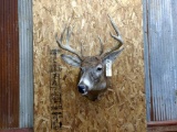Shoulder Mount Whitetail Semi Sneak pose Nice Clean Mount