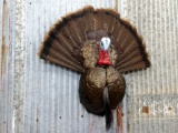 Breast Mount Turkey Nice Clean Mount Real Freeze Dried Head