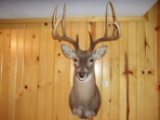 Shoulder Mount 8 Point Typical Whitetail 17