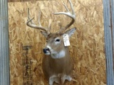 Red Stag Cutaway Wall Pedestal Mount 6x6 Nice Clean Mount