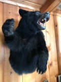Half Body Mount Black Bear 34” high 24” wide 
