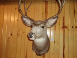 Shoulder Mount Mule Deer 4X4 20