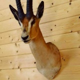 African Grants Gazelle Shoulder Mount 39