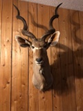 African Kudu Shoulder Mount 65” tall 33” wide 35” deep 45” right horn 46 “ left horn
