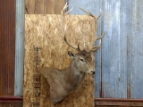 Red Stag Cutaway Wall Pedestal Mount 6x6 Nice Clean Mount