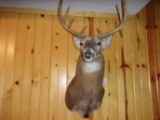 Shoulder Mount Whitetail 11Point With Flyer 18