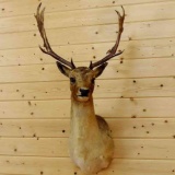 Fallow Deer Shoulder Mount 40
