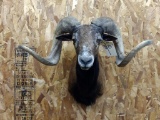 Mouflon Shoulder Mount Full curl plus horns