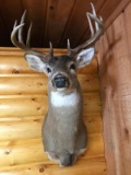 5x5 Shoulder Mount Whitetail