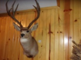 Shoulder Mount Mule Deer 4x5 18.5