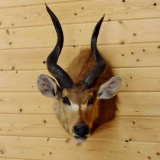 African Sitatunga Shoulder Mount Full Sneak Pose Horns