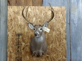 Shoulder Mount Whitetail 4x3 Short Hair Cape Nice Clean Mount