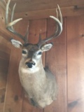 4x4 Whitetail Shoulder Mount Tall tines