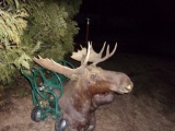 Shoulder Mount Moose Needs A Little Work On His Nose 42