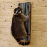 Raccoon mounted on board 26