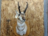 Shoulder Mount Pronghorn Antelope Great Color & Markings Nice Clean Mount
