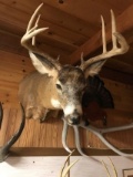 Shoulder Mount Whitetail 4x5