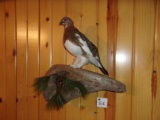 Full Body Ptarmigan On Habitat Hanging Base Nice Bird 18