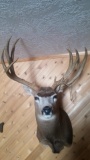 Freak very non-typical 5x9 mule deer mount.