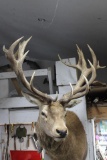 Shoulder Mount Red Stag Big Antler !